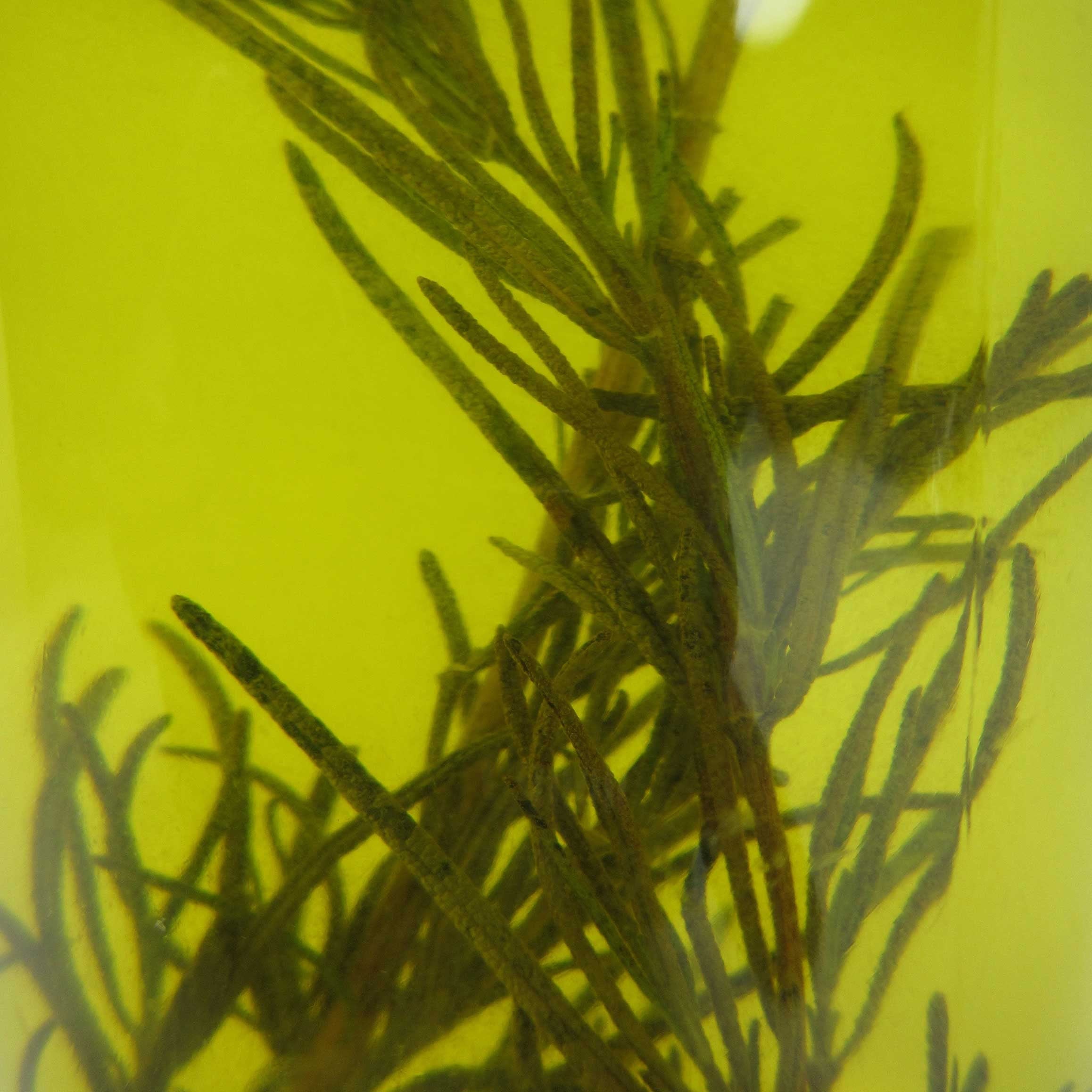 Rosemary Deluxe Hair Oil, Hair Growth Oil, Hair Serum, Rosemary Verbenone, Castor Oil, Pumpkin Seed Oil, Rosemary Essential Oil